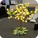 60cm bonzi.webp