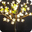 60cm bonzi 03.webp