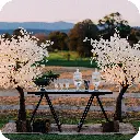 2m Tree 12.webp