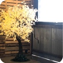 2m Tall Led Trees
